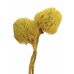 BANKSIA BAXTERII (no leaves) Yellow 12"-18" - OUT OF STOCK
